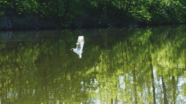 写真 川の上を飛ぶ鳥の景色