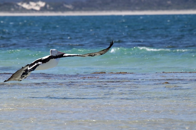 写真 海を飛ぶ鳥の景色