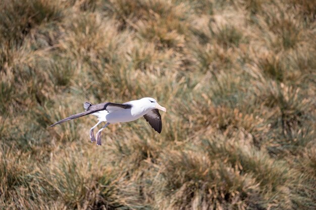 写真 鳥が飛ぶ景色