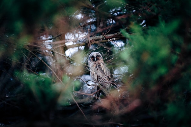 写真 森の鳥の景色