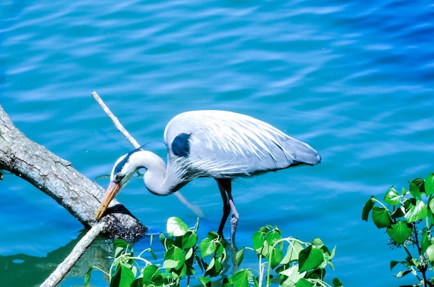 写真 水中の鳥の景色