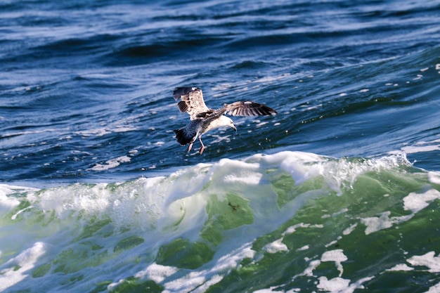 写真 海で魚を探している鳥の景色