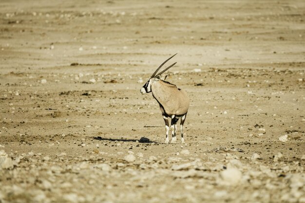 写真 ビーチの鳥の景色