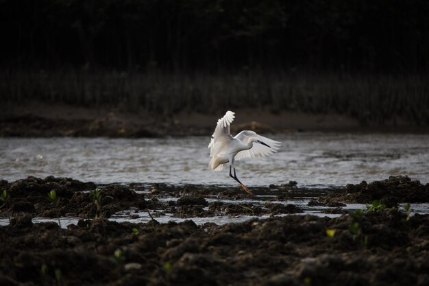 写真 ビーチの鳥の景色