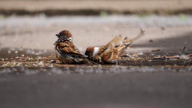 写真 岩の上にある鳥の景色