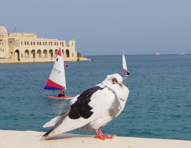 写真 晴れた空の前で海辺の鳥の景色