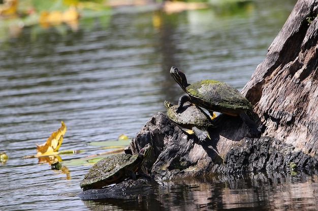 写真 木製の表面上の鳥の景色