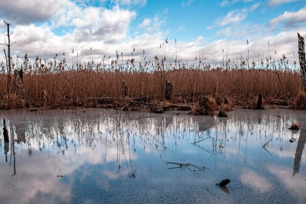 写真 空に照らされた湖の鳥の景色