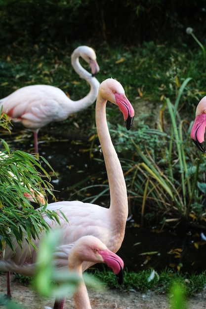 写真 湖の鳥の景色