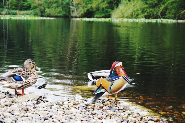 写真 湖の鳥の景色