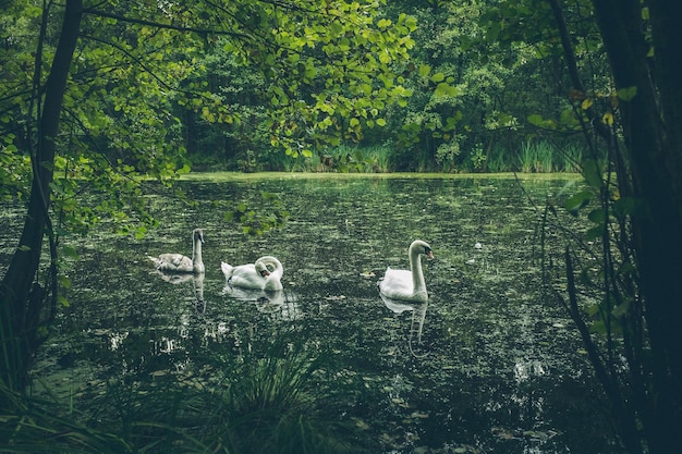 写真 湖の鳥の景色