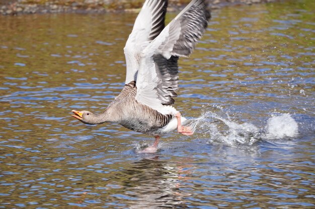 写真 湖の鳥の景色