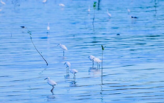 写真 湖の鳥の景色