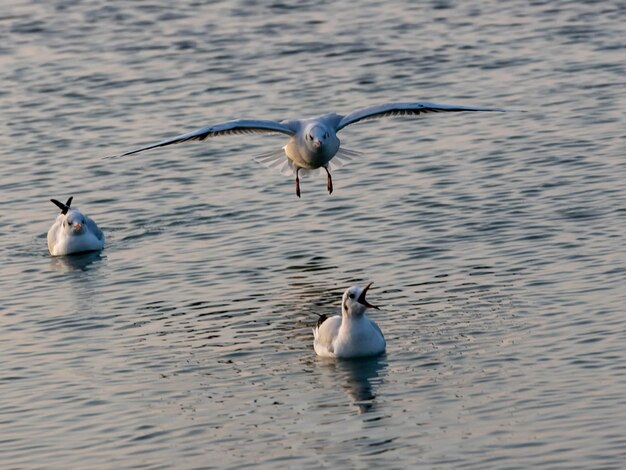 写真 湖の鳥の景色