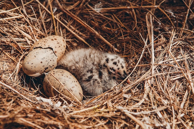 写真 巣の中の鳥の景色