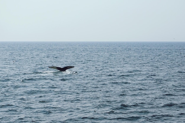 写真 晴れた空に照らされた海の鳥の景色