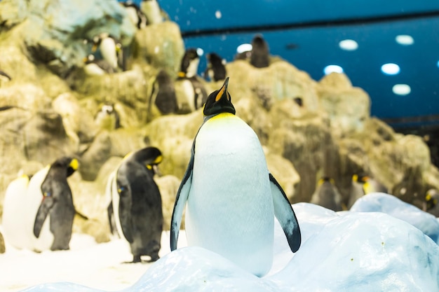 写真 冬の海の鳥の景色