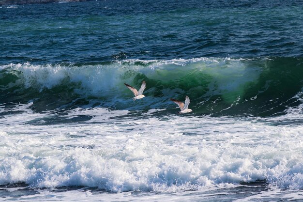 写真 海の鳥の景色