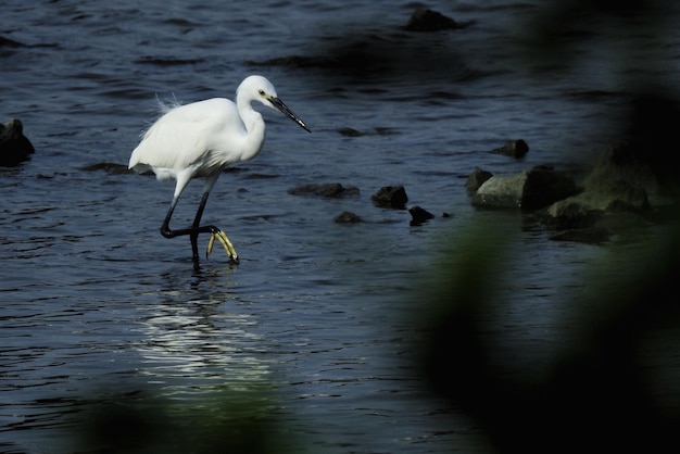 写真 海中の鳥の景色