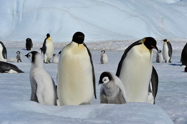 写真 雪の中の鳥の景色