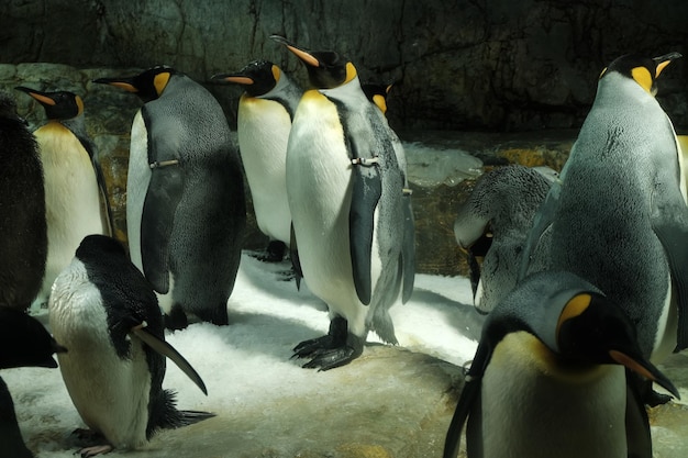 写真 水中の鳥の景色