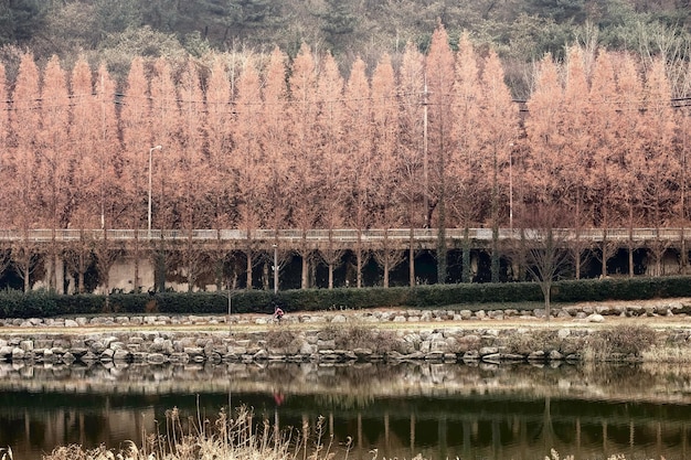 写真 水中の鳥の景色