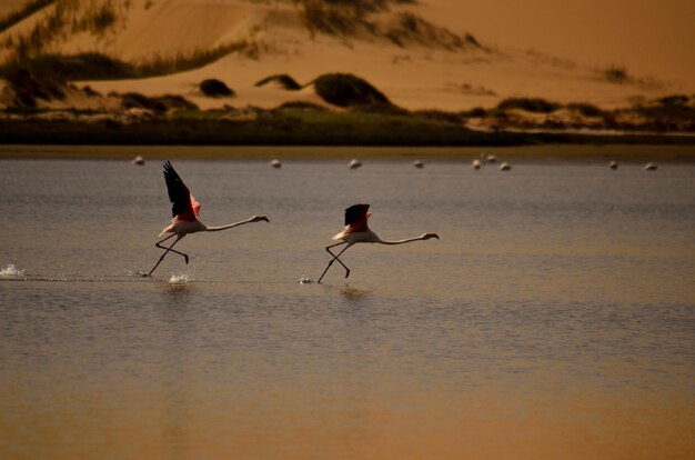 写真 浜辺の鳥の景色