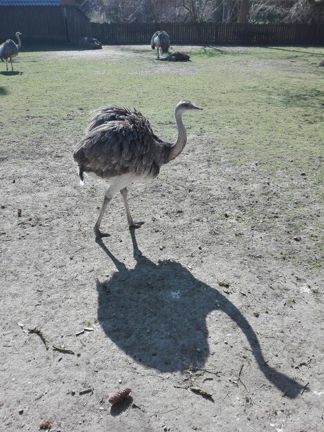 写真 畑の鳥の景色