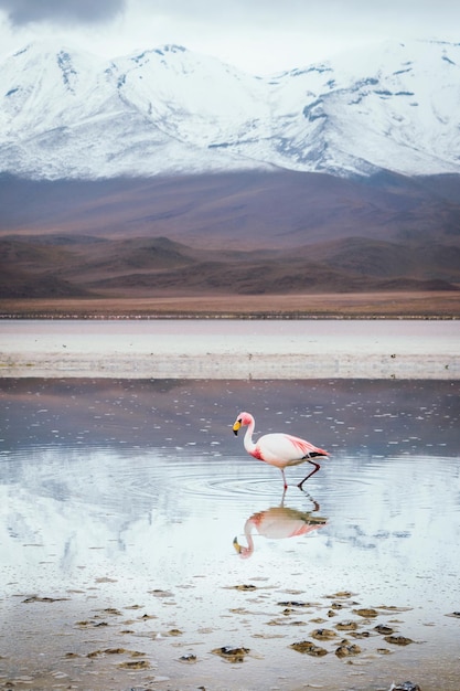 Фото Вид птиц на озере зимой
