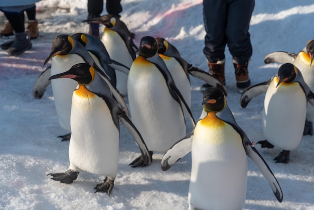 写真 雪に覆われた土地の鳥の景色