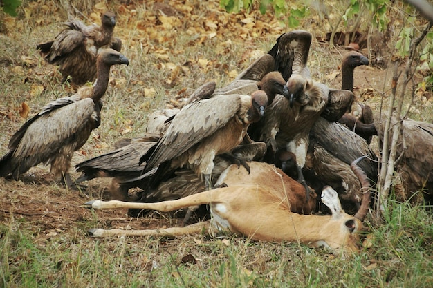 写真 捕獲した鳥の景色