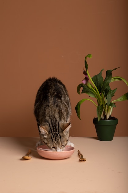 写真 ボウルから食べ物を食べる猫の眺め