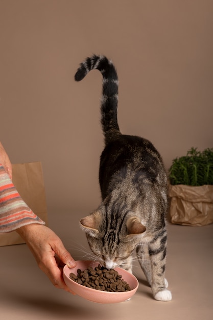 Фото Вид на кошку, которая ест еду из миски
