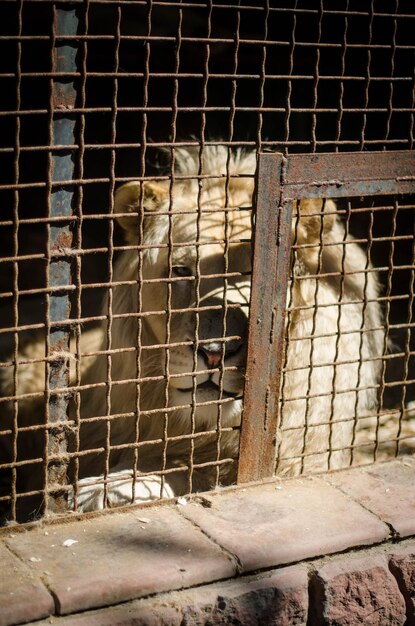 写真 動物園のケージに閉じ込められた猫の景色