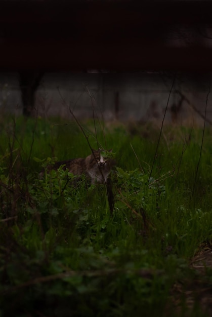 写真 庭の芝生にいる猫の眺め