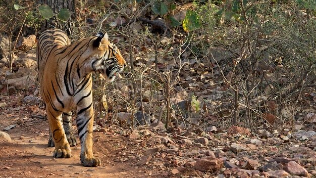 写真 フィールドの猫の景色