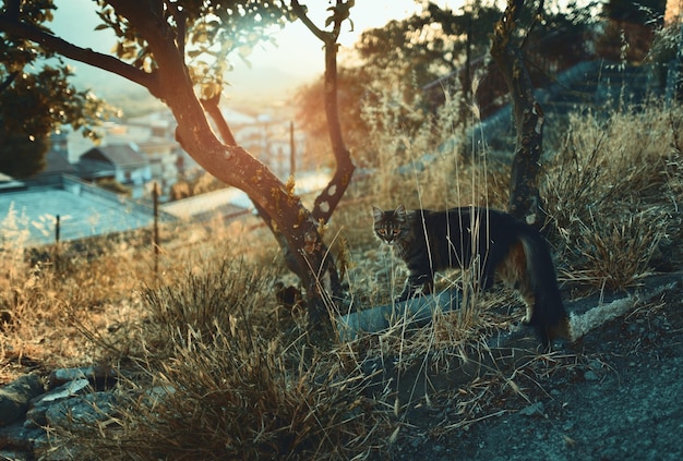 写真 フィールドの猫の景色