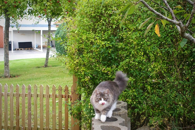 写真 草の上にある猫の景色