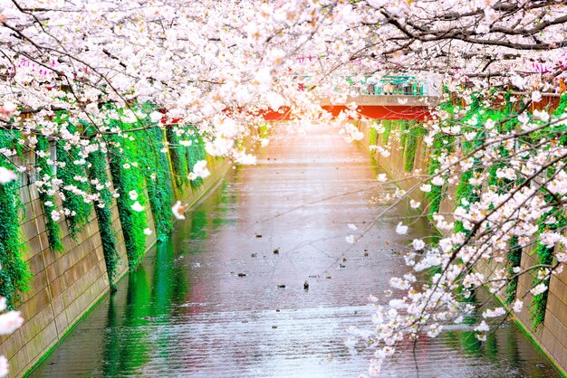 写真 運河から見える桜の花