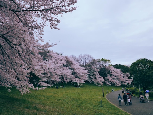 写真 公園の桜の木の景色