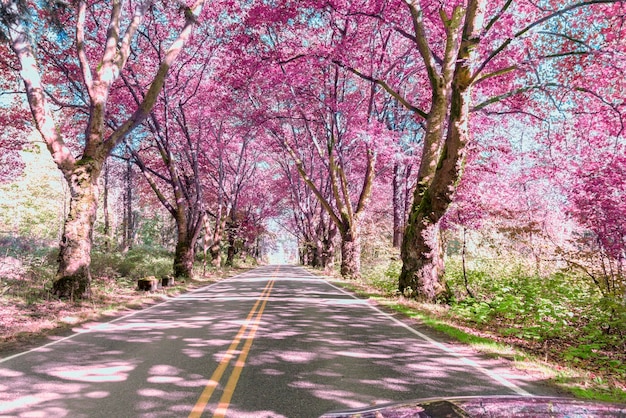 写真 道路沿いの桜の木の景色