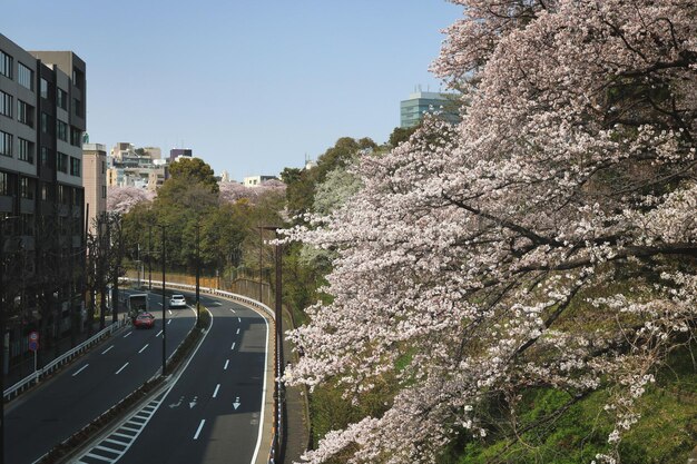 写真 天空に照らされた道路から見える桜の木