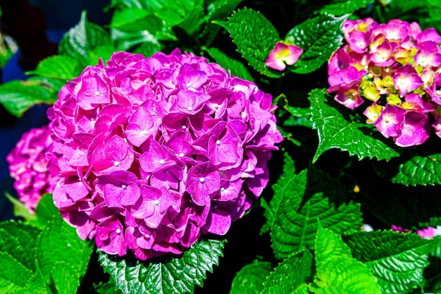 写真 バナヒルズダナンの色とりどりの花の眺め