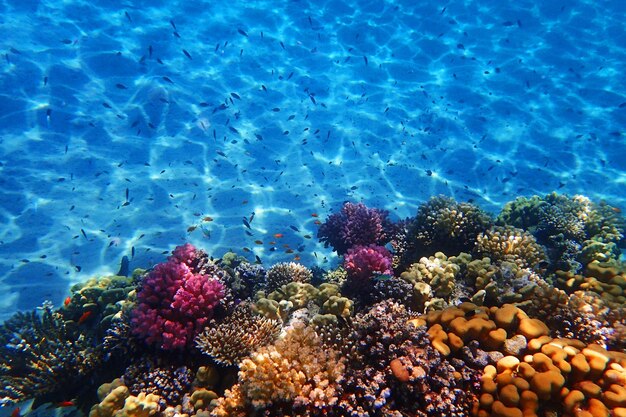 写真 海のサンゴの景色