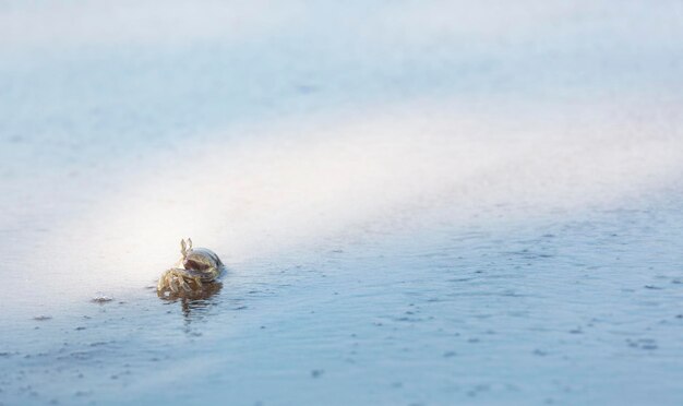 写真 浜辺のカニの景色