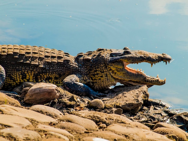 Фото Вид крокодила в воде