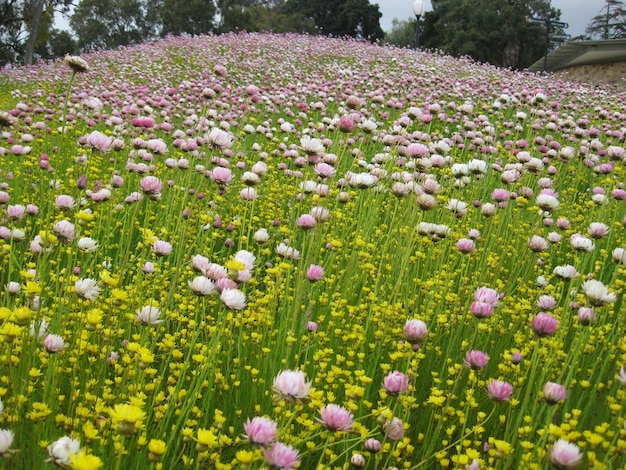 Фото Вид цветов крокуса, растущих в поле