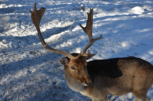 写真 冬の雪に覆われた野原の野生動物の鹿の景色