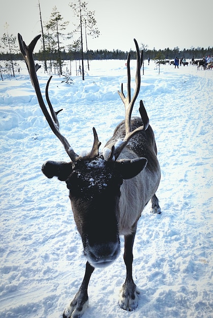 写真 雪で覆われた畑の鹿の景色