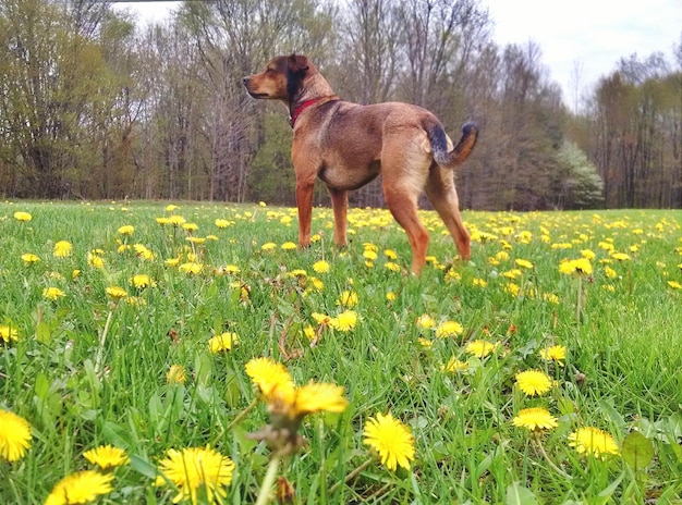 写真 <unk>の草原にある犬の景色